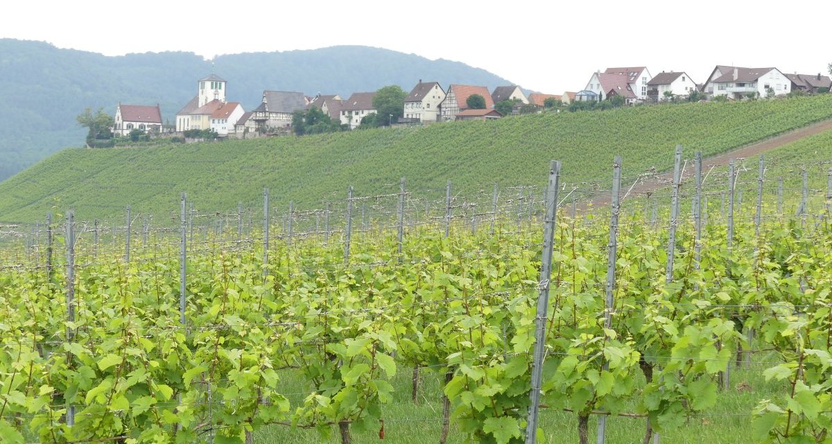 Weinberge im Vordergrund, dahinter ein Dorf mit Kirche auf einem H&uuml;gel. Im Hintergrund sind bewaldete H&uuml;gel zu sehen., &copy; Stadt Sachsenheim