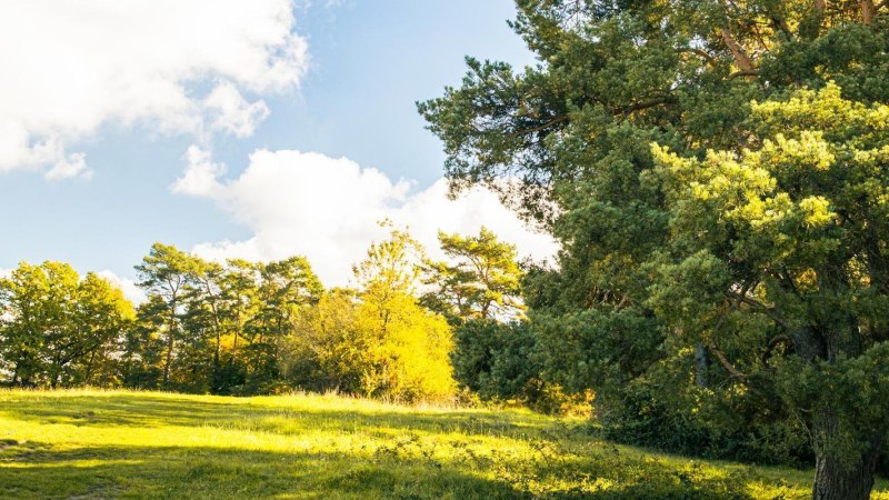 Sonnige Wiese in der Gerlinger Heide mit üppigen Bäumen und blauem Himmel. Die Szenerie strahlt Ruhe und Naturverbundenheit aus., © Stuttgart-Marketing GmbH, Sarah Schmid