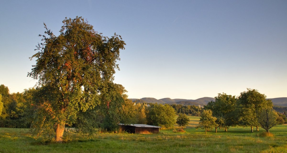 Streubobstwiese mit Bäumen und einer kleinen Hütte im Sonnenuntergang. Im Hintergrund sind sanfte Hügel zu sehen., © Mythos Schwäbische Alb Streubobstwiese mit Bäumen und einer kleinen Hütte im Sonnenuntergang. Im Hintergrund sind sanfte Hügel zu sehen., © Mythos Schwäbische Alb