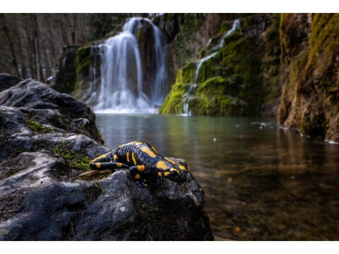 Wald- und Wiesenwissen mit Elmar Oechsner, &copy; Kurverwaltung Bad Urach