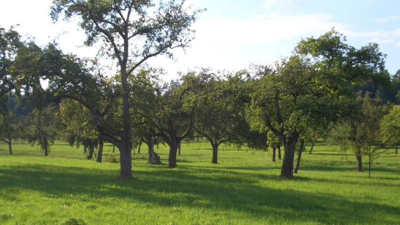 Grüne Streuobstwiese mit mehreren Obstbäumen unter blauem Himmel bei Hildrizhausen., © Natur.Nah. Schönbuch & Heckengäu