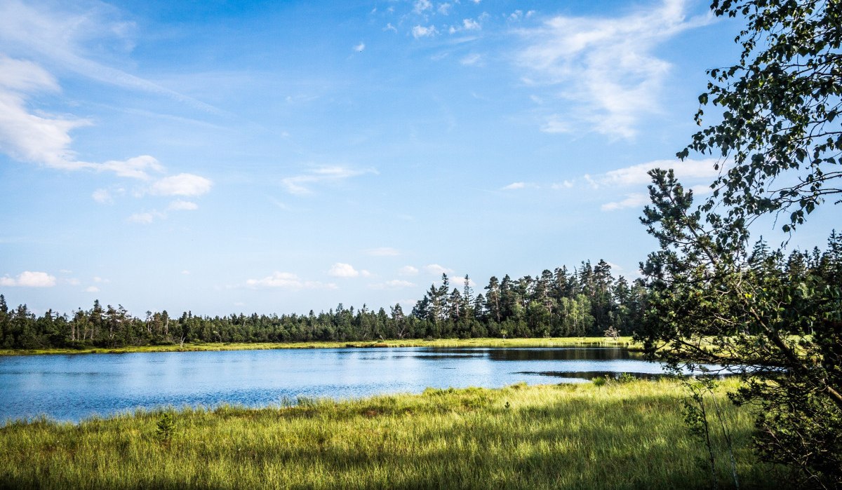 Ein ruhiger See im Wildseemoor, umgeben von grünen Bäumen und Wiesen unter einem klaren blauen Himmel., © Nördlicher Schwarzwald