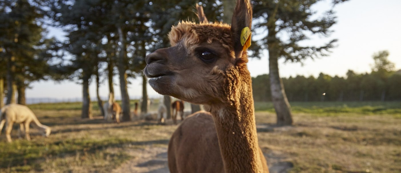 Ein braunes Alpaka auf einer Wiese, umgeben von Bäumen und weiteren Alpakas im Hintergrund., © J.C. Winkler Ein braunes Alpaka auf einer Wiese, umgeben von Bäumen und weiteren Alpakas im Hintergrund., © J.C. Winkler