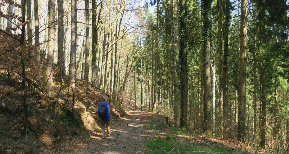 Ein Wanderer mit blauem Rucksack geht auf einem sonnigen Waldweg, umgeben von hohen B&auml;umen und frischem Gr&uuml;n., &copy; Hotzenwald Tourismus GmbH