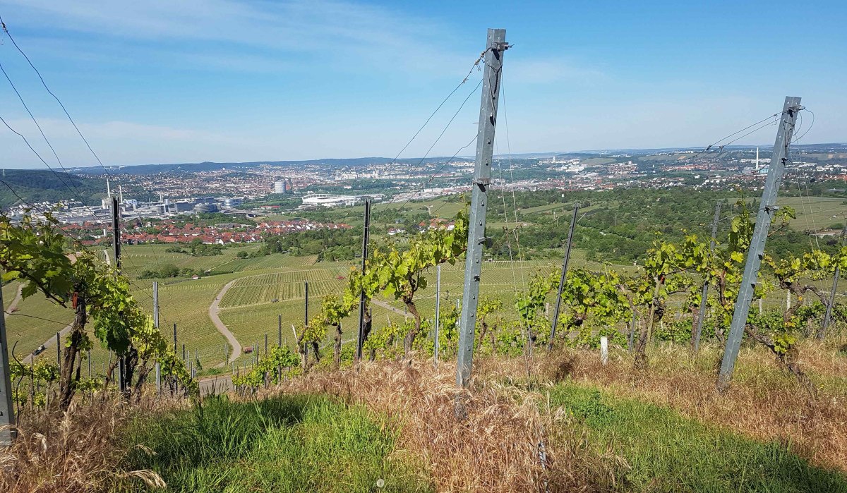Weinberge auf dem Kappelberg mit Blick auf Stuttgart. Im Hintergrund ist die Stadtlandschaft unter blauem Himmel zu sehen., © Remstal Tourismus e.V. Weinberge auf dem Kappelberg mit Blick auf Stuttgart. Im Hintergrund ist die Stadtlandschaft unter blauem Himmel zu sehen., © Remstal Tourismus e.V.