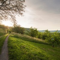 Ein schmaler Weg schl&auml;ngelt sich durch eine gr&uuml;ne Landschaft mit B&auml;umen. Im Hintergrund ist ein Dorf im Tal zu sehen, beleuchtet von der Abendsonne., &copy; Natur.Nah. Sch&ouml;nbuch & Heckeng&auml;u