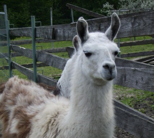 Alpaka Viktor der Alpakazucht Althütte, © Alpakazucht Althütte Alpaka Viktor der Alpakazucht Althütte, © Alpakazucht Althütte