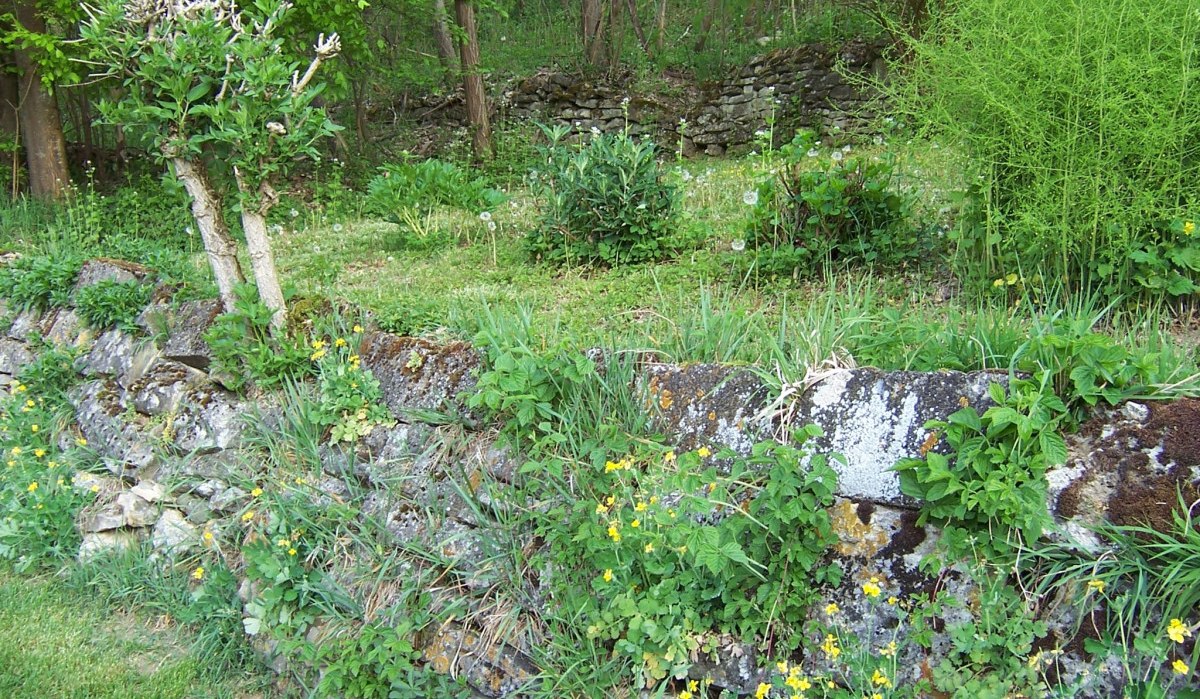 Steinmauer mit gelben Blumen und grünem Bewuchs in einem Waldgebiet. Im Hintergrund sind Bäume und Sträucher zu sehen., © Natur.Nah. Schönbuch & Heckengäu Steinmauer mit gelben Blumen und grünem Bewuchs in einem Waldgebiet. Im Hintergrund sind Bäume und Sträucher zu sehen., © Natur.Nah. Schönbuch & Heckengäu