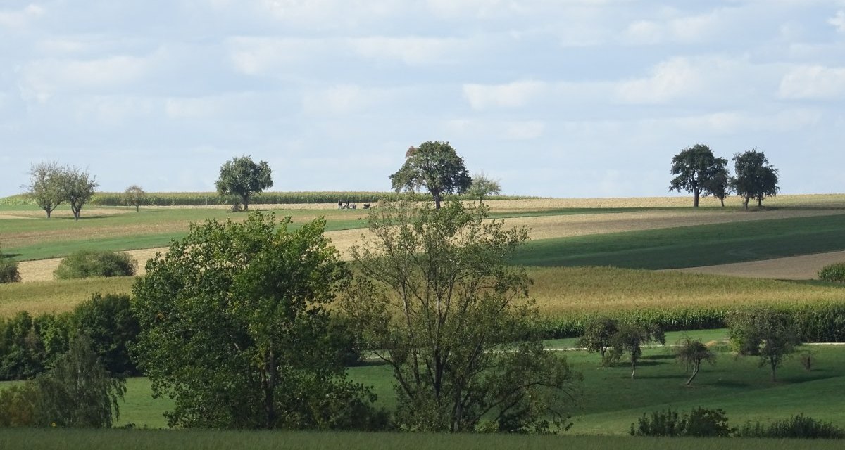 Weite Landschaft mit grünen Feldern, vereinzelten Bäumen und einem blauen Himmel mit Wolken., © Foto: Cornelia Steinbach Weite Landschaft mit grünen Feldern, vereinzelten Bäumen und einem blauen Himmel mit Wolken., © Foto: Cornelia Steinbach