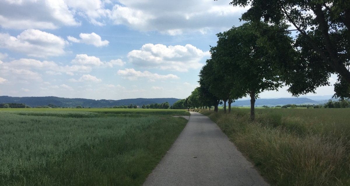 Ein asphaltierter Radweg schl&auml;ngelt sich durch eine gr&uuml;ne Landschaft, ges&auml;umt von B&auml;umen und Feldern, unter einem leicht bew&ouml;lkten Himmel., &copy; www.pro-cycl.de