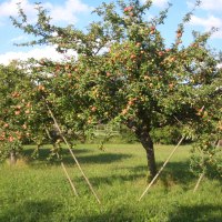 Ein Apfelbaum voller reifer Äpfel steht auf einer grünen Wiese. Der Baum wird von Holzstangen gestützt. Der Himmel ist blau mit einigen Wolken., © Natur.Nah. Schönbuch & Heckengäu