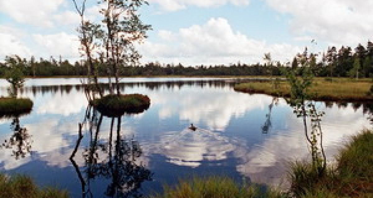 Ein ruhiger See mit B&auml;umen und einer Ente in der Mitte. Der Himmel ist blau mit wei&szlig;en Wolken, die sich im Wasser spiegeln., &copy; Touristinfo Gernsbach