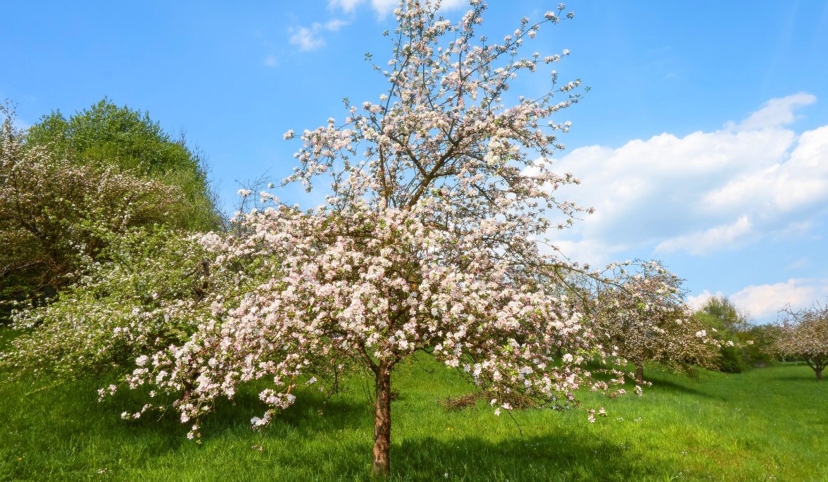 Ein blühender Streuobstbaum steht auf einer grünen Wiese. Der Himmel ist blau mit einigen Wolken., © Naturpark Stromberg-Heuchelberg Ein blühender Streuobstbaum steht auf einer grünen Wiese. Der Himmel ist blau mit einigen Wolken., © Naturpark Stromberg-Heuchelberg