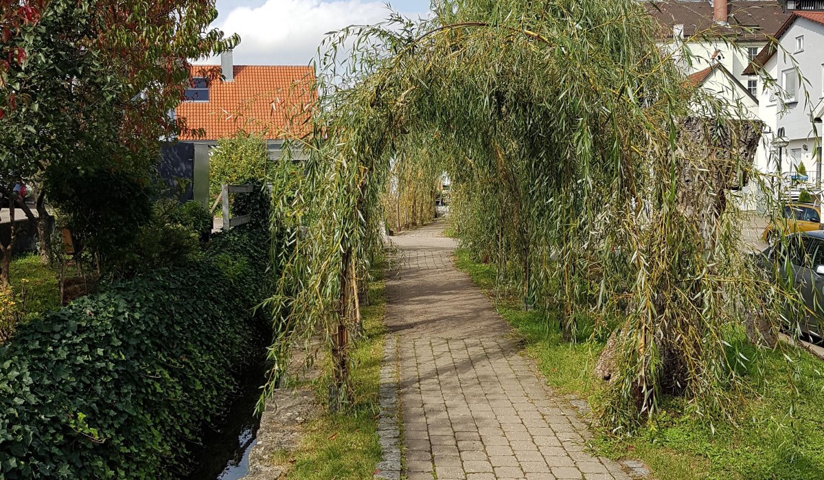 Ein gepflasterter Weg führt durch einen Weidentunnel am Mühlbach, umgeben von Bäumen und Häusern unter blauem Himmel., © Remstal Tourismus e.V. Ein gepflasterter Weg führt durch einen Weidentunnel am Mühlbach, umgeben von Bäumen und Häusern unter blauem Himmel., © Remstal Tourismus e.V.