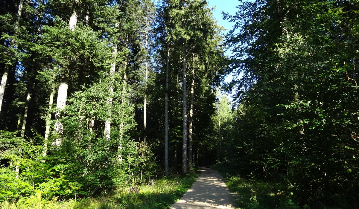 Ein sonniger Waldweg schlängelt sich durch einen dichten, grünen Wald mit hohen Bäumen., © Nürtingen - Stuttgart-Marketing GmbH Ein sonniger Waldweg schlängelt sich durch einen dichten, grünen Wald mit hohen Bäumen., © Nürtingen - Stuttgart-Marketing GmbH