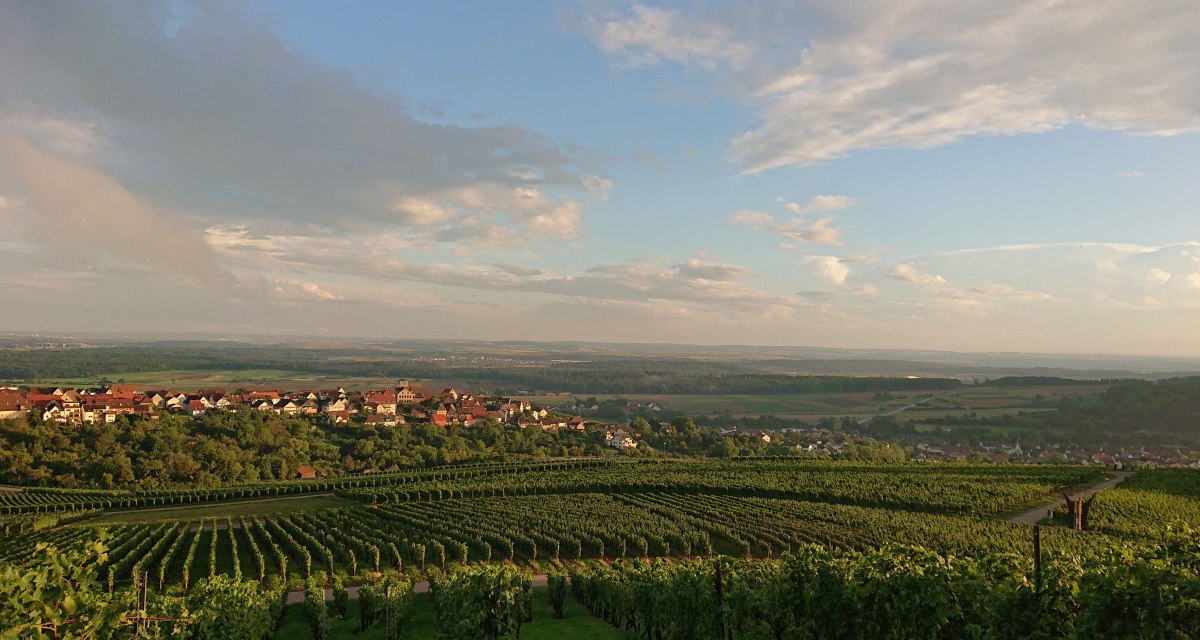Weinberge bei Hohenhaslach im Abendlicht, mit Blick auf das Dorf und den weiten Himmel. Die Landschaft ist grün und friedlich., © Weingut Weiberle Weinberge bei Hohenhaslach im Abendlicht, mit Blick auf das Dorf und den weiten Himmel. Die Landschaft ist grün und friedlich., © Weingut Weiberle