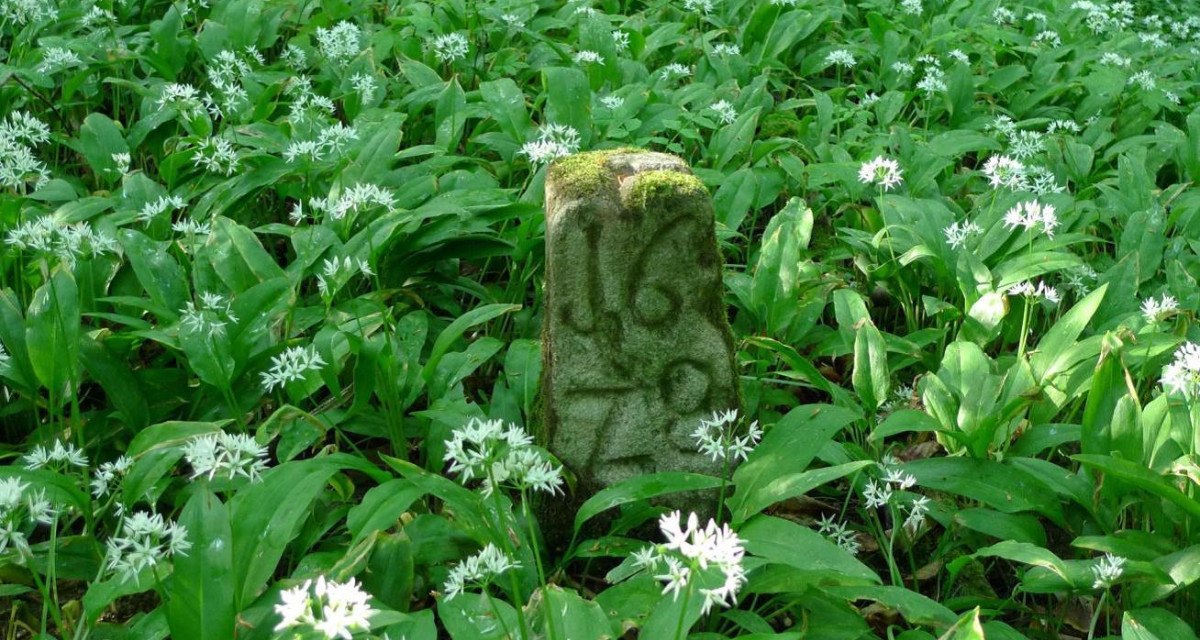 Ein alter Grenzstein mit der Inschrift '1670' steht in einem Feld aus blühendem Bärlauch im Wald., © Nürtingen - Stuttgart-Marketing GmbH Ein alter Grenzstein mit der Inschrift '1670' steht in einem Feld aus blühendem Bärlauch im Wald., © Nürtingen - Stuttgart-Marketing GmbH