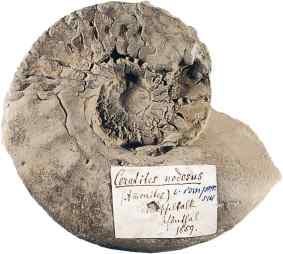 Städtisches Natkurkundliches Museum in Göppingen Städtisches Natkurkundliches Museum in Göppingen