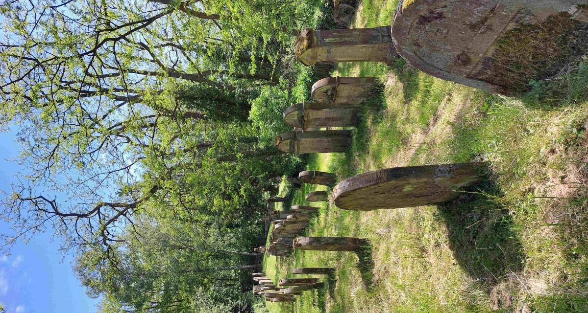 Reihe alter Grabsteine auf einem jüdischen Friedhof, umgeben von grünen Bäumen und Gras.
