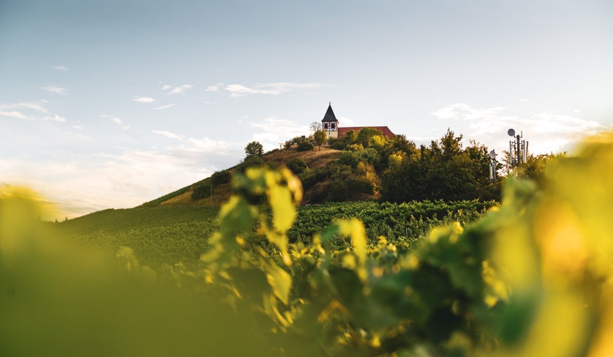 Blick auf den Michaelsberg in Cleebronn durch Weinreben |  HeilbronnerLand, &copy; Touristikgemeinschaft HeilbronnerLand e.V.