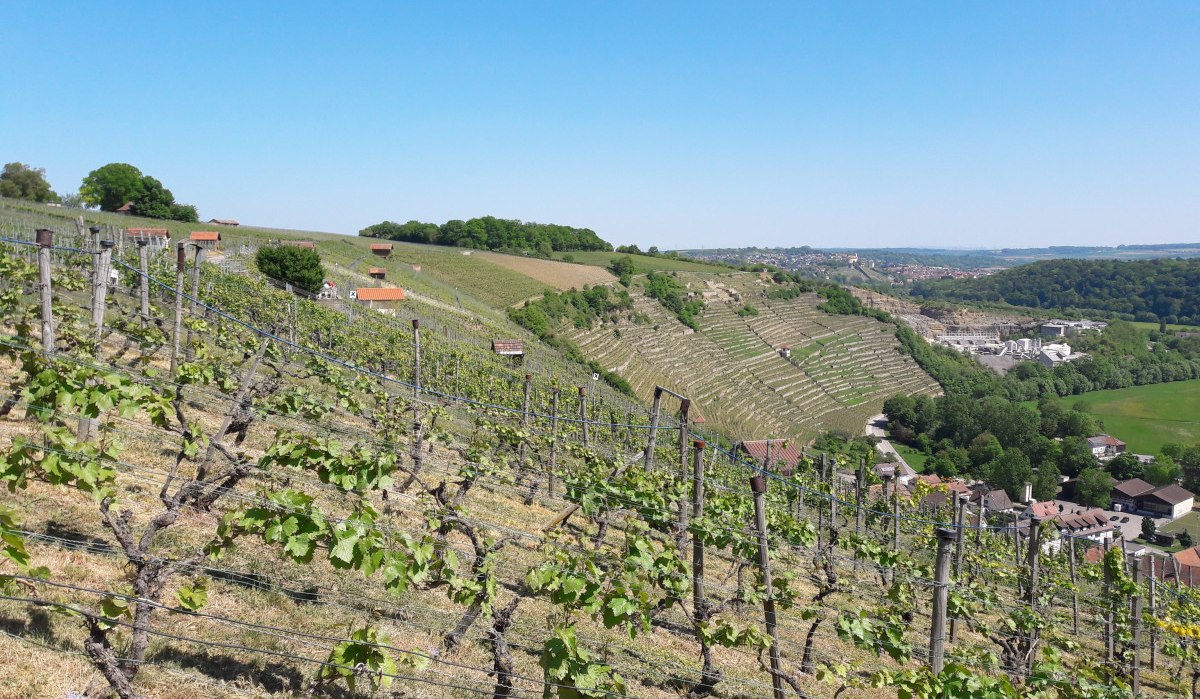 Weinberge an einem sonnigen Hang, im Hintergrund eine Stadt und Wälder unter klarem, blauem Himmel., © Land der 1000 Hügel - Kraichgau-Stromberg Weinberge an einem sonnigen Hang, im Hintergrund eine Stadt und Wälder unter klarem, blauem Himmel., © Land der 1000 Hügel - Kraichgau-Stromberg
