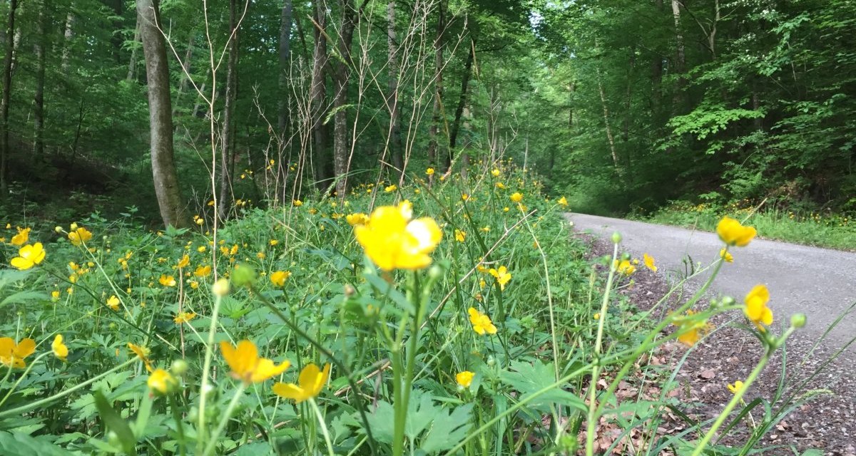 Ein schmaler Waldweg, gesäumt von leuchtend gelben Blumen, führt durch einen dichten, grünen Wald., © www.pro-cycl.de Ein schmaler Waldweg, gesäumt von leuchtend gelben Blumen, führt durch einen dichten, grünen Wald., © www.pro-cycl.de