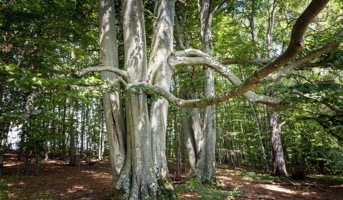 Große, beeindruckende Bäume mit verzweigten Ästen stehen in einem dichten Wald. Sonnenlicht fällt durch das Blätterdach., © hochgehberge