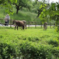 Zwei Esel grasen friedlich auf einer gr&uuml;nen Wiese. Im Hintergrund spazieren Menschen entlang eines Weges, umgeben von B&auml;umen und Natur., &copy; Natur.Nah. Sch&ouml;nbuch & Heckeng&auml;u