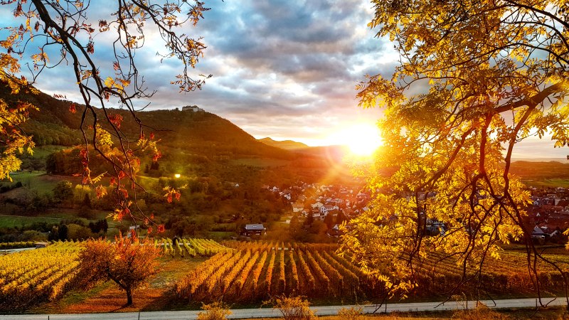 Sonnenuntergang in den Beurener Weinbergen, © Tourist-Info Beuren