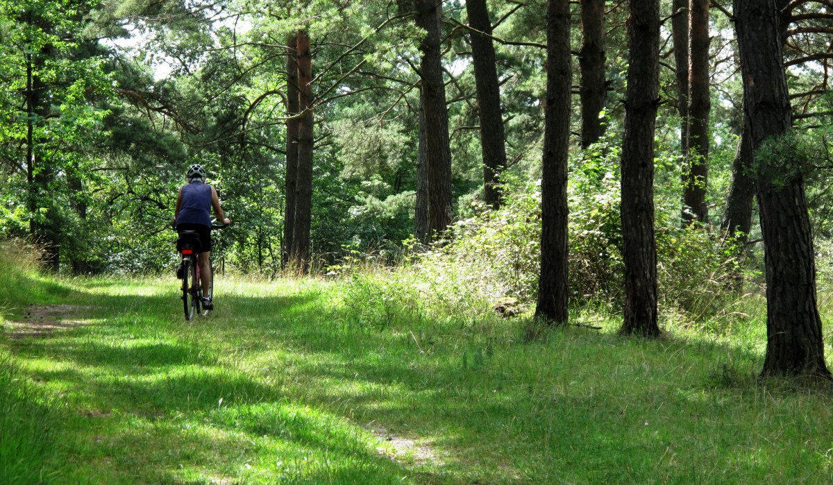 Eine Person fährt mit dem Fahrrad auf einem grasbewachsenen Waldweg, umgeben von hohen Bäumen und Sonnenlicht., © Natur.Nah. Schönbuch & Heckengäu Eine Person fährt mit dem Fahrrad auf einem grasbewachsenen Waldweg, umgeben von hohen Bäumen und Sonnenlicht., © Natur.Nah. Schönbuch & Heckengäu