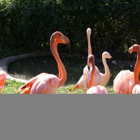 Eine Gruppe von Flamingos steht im Gras vor einem kleinen Teich im Tierpark Göppingen, umgeben von grüner Vegetation., © Tierpark Göppingen