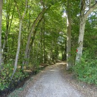 Ein schmaler Waldweg führt durch dichte grüne Bäume. Der Boden ist mit Kies und Laub bedeckt, und Sonnenlicht fällt durch das Blätterdach., © Foto: Cornelia Steinbach