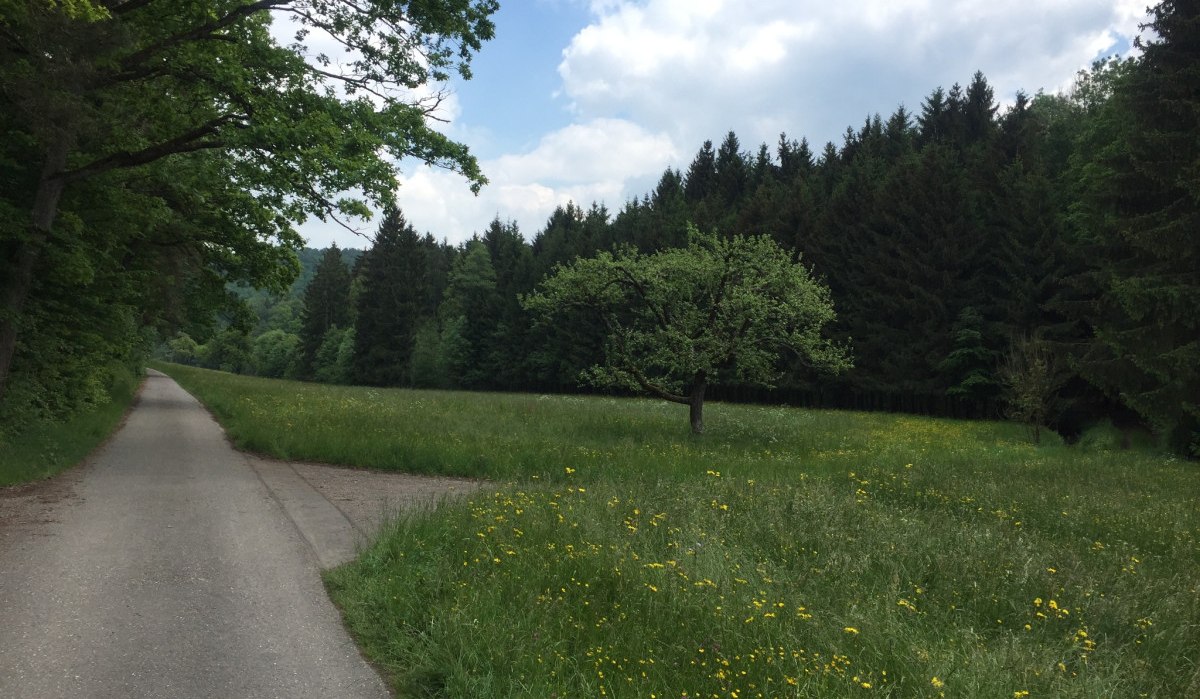 Ein schmaler Weg verläuft durch eine grüne Wiese mit einem einzelnen Baum, umgeben von Wald und unter einem bewölkten Himmel., © www.pro-cycl.de Ein schmaler Weg verläuft durch eine grüne Wiese mit einem einzelnen Baum, umgeben von Wald und unter einem bewölkten Himmel., © www.pro-cycl.de