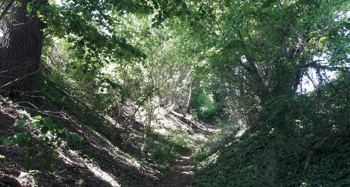 Ein schmaler Pfad führt durch einen dichten, grünen Wald mit üppigem Laub und Schatten., © Land der 1000 Hügel - Kraichgau-Stromberg Ein schmaler Pfad führt durch einen dichten, grünen Wald mit üppigem Laub und Schatten., © Land der 1000 Hügel - Kraichgau-Stromberg