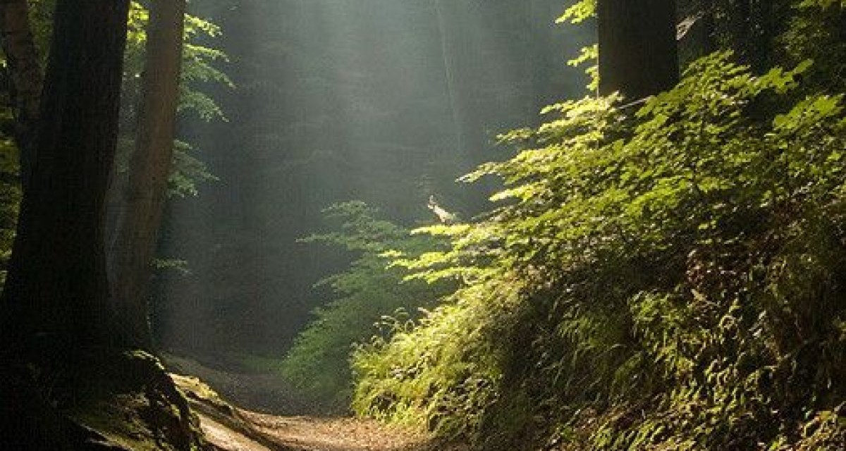Ein schattiger Waldweg, beleuchtet von Sonnenstrahlen, die durch das dichte Blätterdach dringen. Die Atmosphäre wirkt ruhig und friedlich., © Nördlicher Schwarzwald Ein schattiger Waldweg, beleuchtet von Sonnenstrahlen, die durch das dichte Blätterdach dringen. Die Atmosphäre wirkt ruhig und friedlich., © Nördlicher Schwarzwald