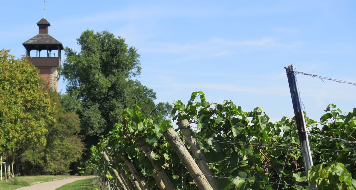 Weinreben wachsen in Reihen, w&auml;hrend im Hintergrund der Burgholzhofturm und B&auml;ume zu sehen sind. Der Himmel ist klar und blau., &copy; Stuttgart-Marketing GmbH