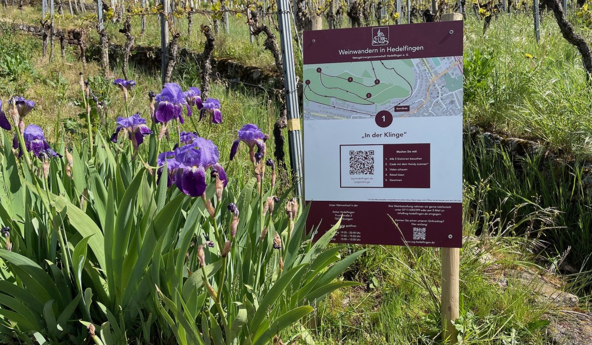 Ein Schild mit der Aufschrift 'Weinwandern in Hedelfingen' steht in einem Weinberg. Lila Blumen blühen im Vordergrund., © Lukas Alperowitz Ein Schild mit der Aufschrift 'Weinwandern in Hedelfingen' steht in einem Weinberg. Lila Blumen blühen im Vordergrund., © Lukas Alperowitz