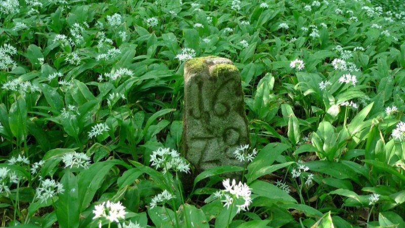 Ein alter Grenzstein mit der Inschrift '1670' steht in einem Feld aus blühendem Bärlauch im Wald., © Nürtingen - Stuttgart-Marketing GmbH Ein alter Grenzstein mit der Inschrift '1670' steht in einem Feld aus blühendem Bärlauch im Wald., © Nürtingen - Stuttgart-Marketing GmbH