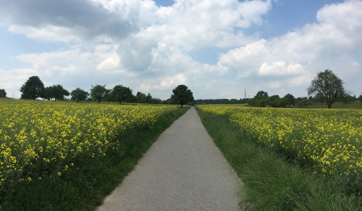 Fahrt zwischen Rapsfeldern, © www.pro-cycl.de