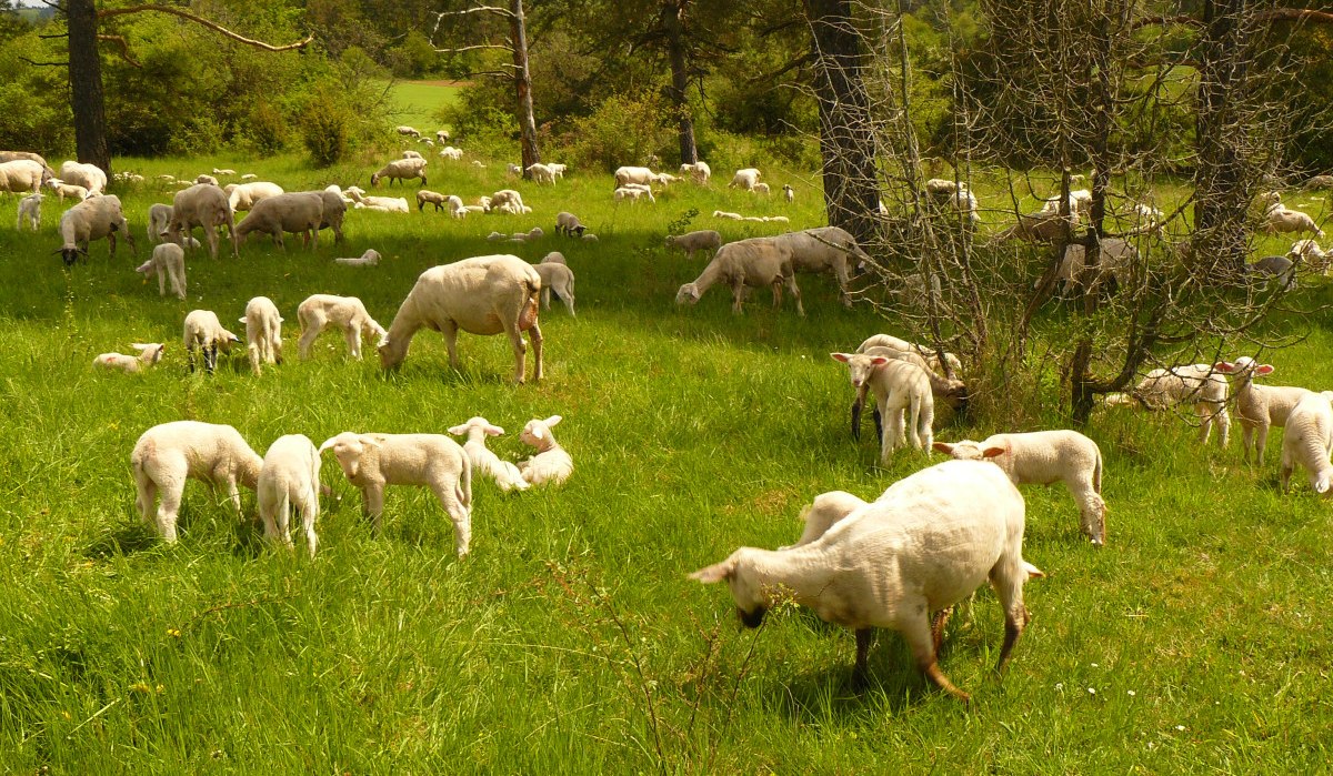 Eine Herde Schafe und L&auml;mmer grast friedlich auf einer gr&uuml;nen Wiese, umgeben von B&auml;umen und Natur.