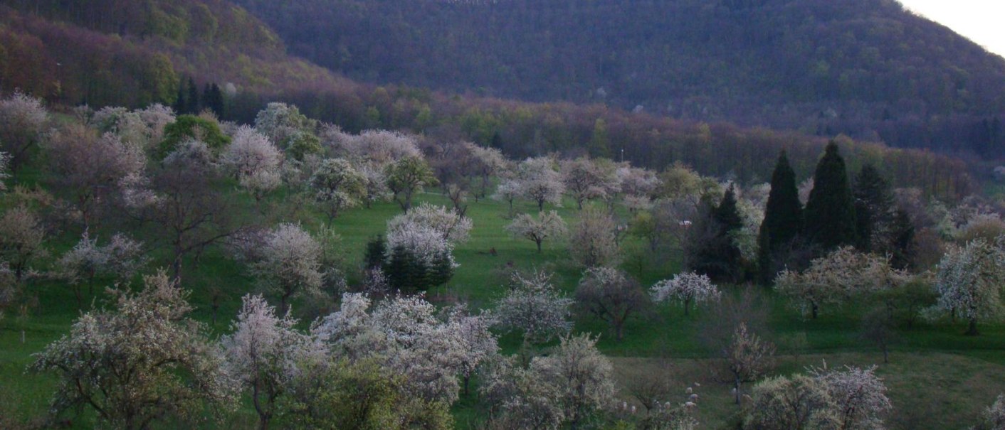 Blühende Obstbäume auf grüner Wiese, dahinter ein bewaldeter Hügel mit einer Burg auf der Spitze., © Hotel & Restaurant Beurener Hof Blühende Obstbäume auf grüner Wiese, dahinter ein bewaldeter Hügel mit einer Burg auf der Spitze., © Hotel & Restaurant Beurener Hof
