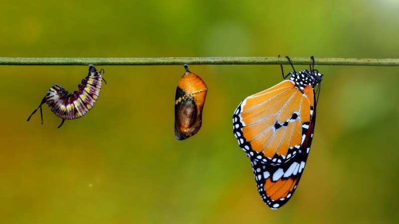 Nature Writing, © AdobeStock_427538639_blackdiamond67 Nature Writing, © AdobeStock_427538639_blackdiamond67