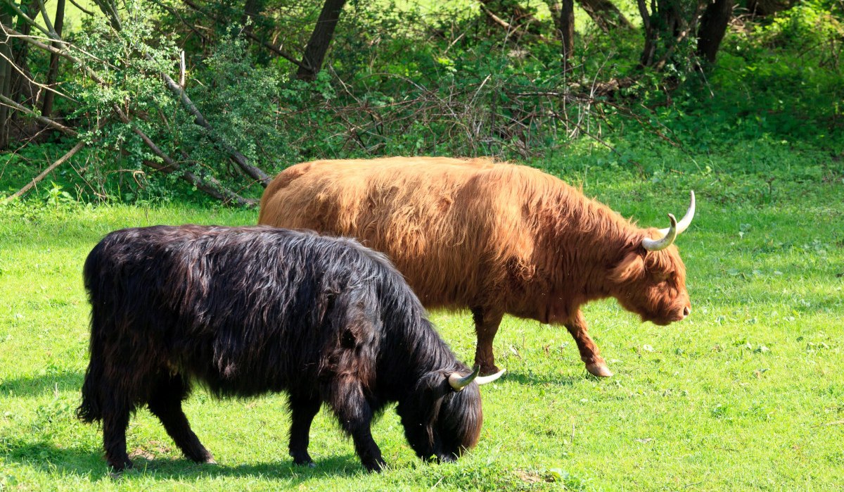 Zwei Hochlandrinder, eines schwarz und eines braun, grasen auf einer grünen Wiese vor Bäumen., © Remstal Tourismus e.V.