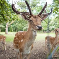 Ein Damhirsch mit Geweih im Wildgehege Markwasen, umgeben von Bäumen und zwei weiteren Hirschen im Hintergrund., © hochgehberge