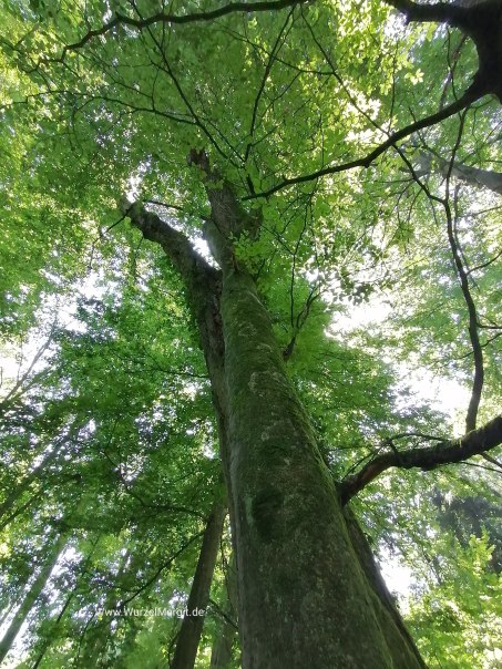 Blick von unten auf einen großen Baum im Wald. Das dichte Blätterdach lässt Sonnenlicht durchscheinen., © Sigle-Rannenberger