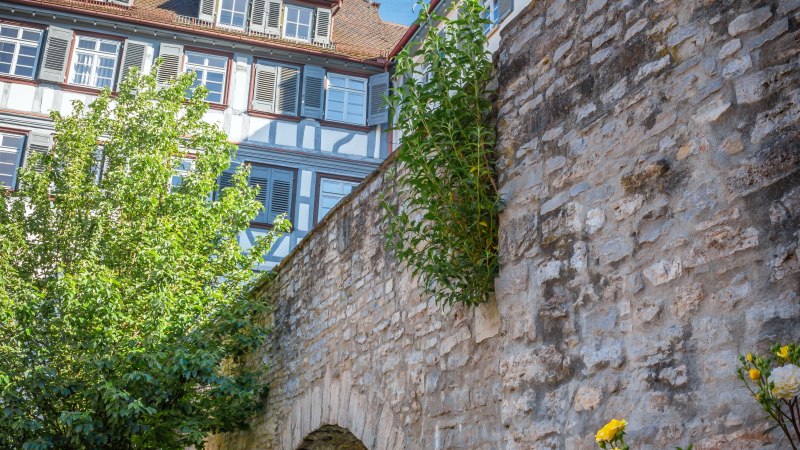 Stadtmauer in Backnang, © René Straube Stadtmauer in Backnang, © René Straube