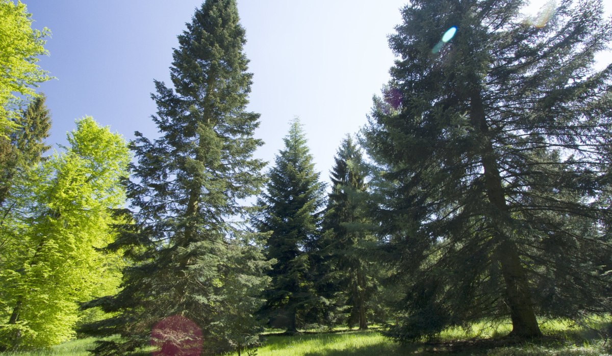 Hohe Nadelbäume im Arboretum Haslach, umgeben von grünem Gras und hellem Himmel., © Natur.Nah. Schönbuch & Heckengäu Hohe Nadelbäume im Arboretum Haslach, umgeben von grünem Gras und hellem Himmel., © Natur.Nah. Schönbuch & Heckengäu