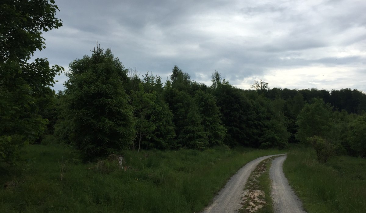 Ein schmaler Weg schlängelt sich durch einen grünen Wald unter einem bewölkten Himmel., © www.pro-cycl.de
