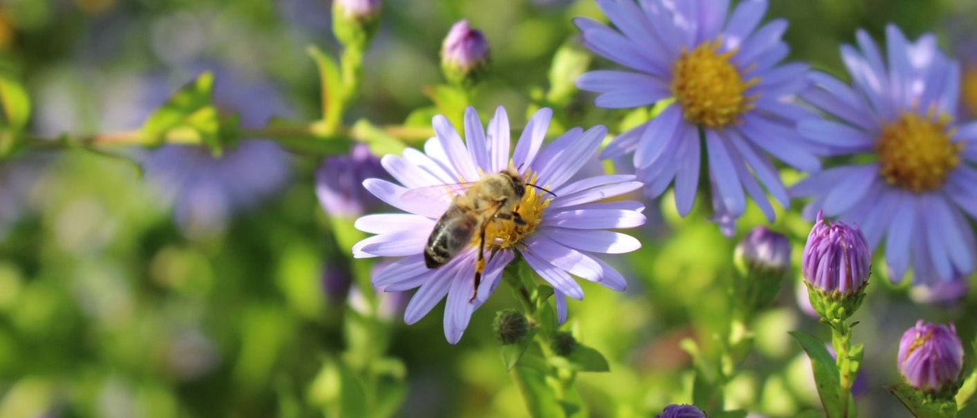 Eine Biene sitzt auf einer lila Blume, umgeben von weiteren Blüten und Knospen im grünen Hintergrund., © M. Badtke Eine Biene sitzt auf einer lila Blume, umgeben von weiteren Blüten und Knospen im grünen Hintergrund., © M. Badtke