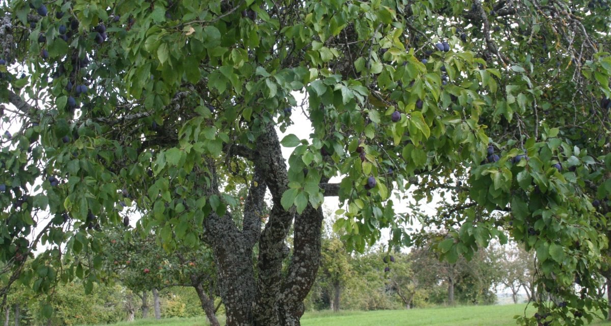 Ein Pflaumenbaum voller reifer Früchte steht auf einer grünen Wiese. Die Blätter sind dicht und grün, die Pflaumen dunkelviolett., © Natur.Nah. Schönbuch & Heckengäu Ein Pflaumenbaum voller reifer Früchte steht auf einer grünen Wiese. Die Blätter sind dicht und grün, die Pflaumen dunkelviolett., © Natur.Nah. Schönbuch & Heckengäu
